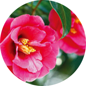 Camellia Oil