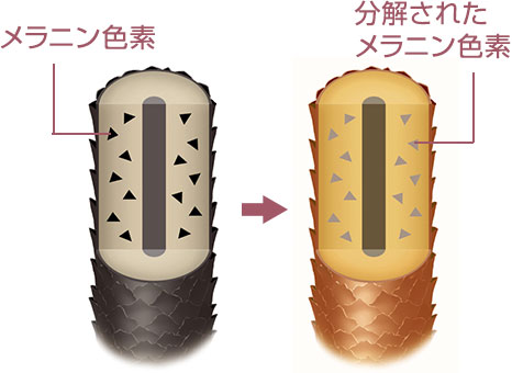 毛髪中の色素（メラニン）を分解して明度を上げる