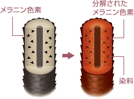 酸化染料が毛髪中で化学反応して染まる