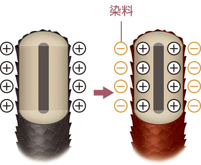 毛髪のタンパク質と酸性染料がイオン結合して染まる