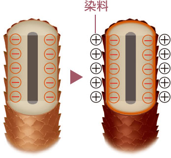 毛髪のタンパク質と酸性染料がイオン結合して染まる